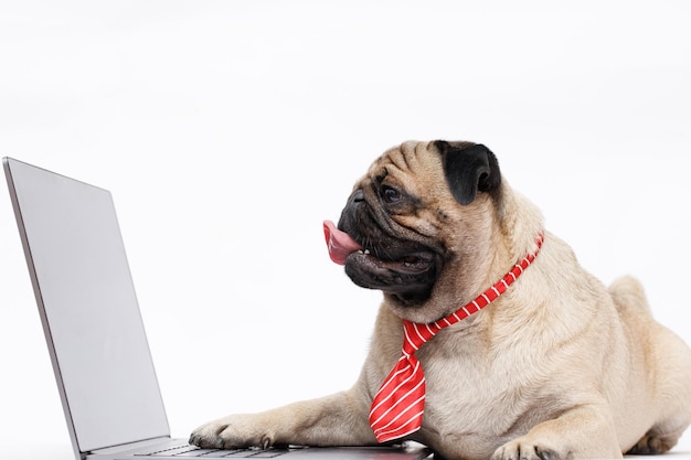 Dog office worker in a tie looking at laptop