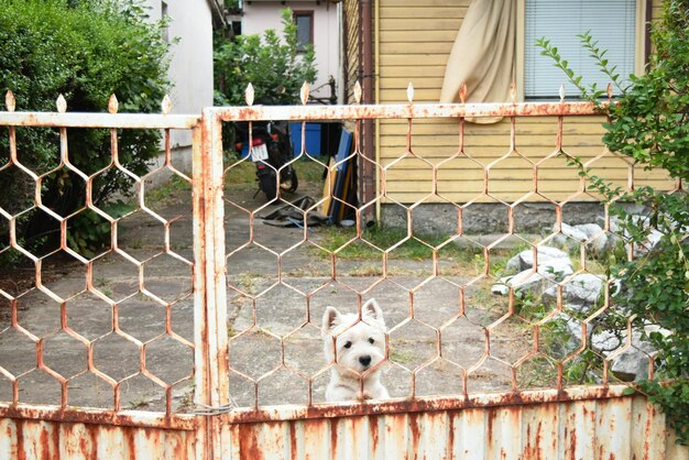 Photo dog behind old closed gate