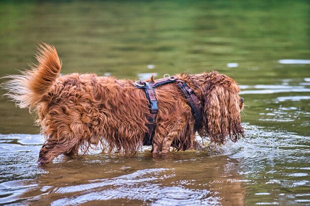 写真 湖の上の犬