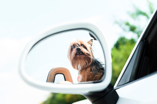 写真 道路旅行のクローズアップの犬