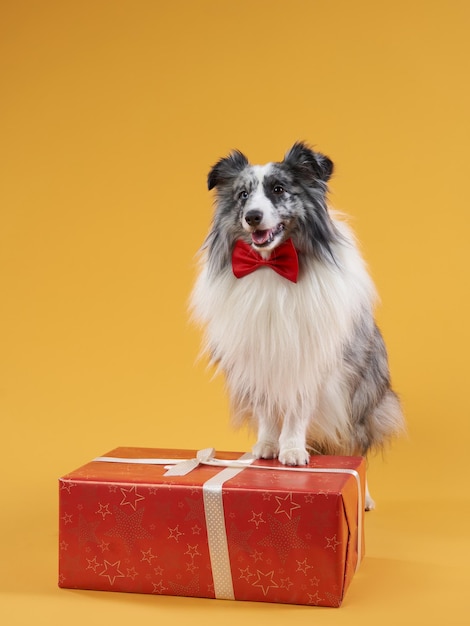 写真 黄色の背景の犬pet39s誕生日お祝いボックス付き大理石のシェルティー