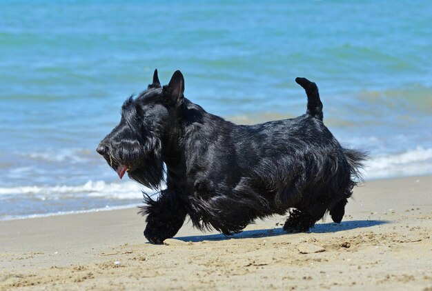 写真 空に照らされたビーチの犬