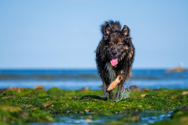 写真 ビーチの犬