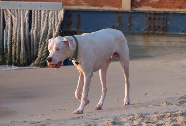 写真 ビーチの犬