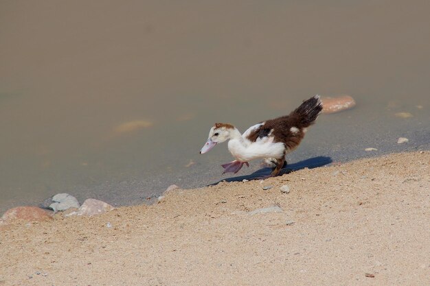 写真 ビーチでの鳥の犬