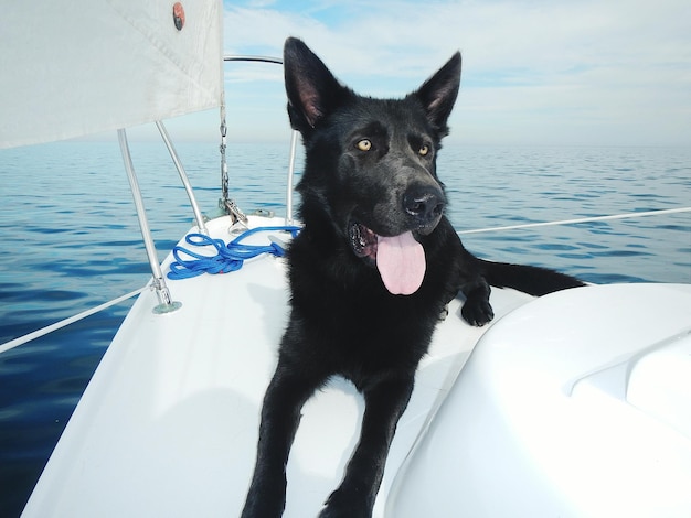 写真 船の船頭にある犬