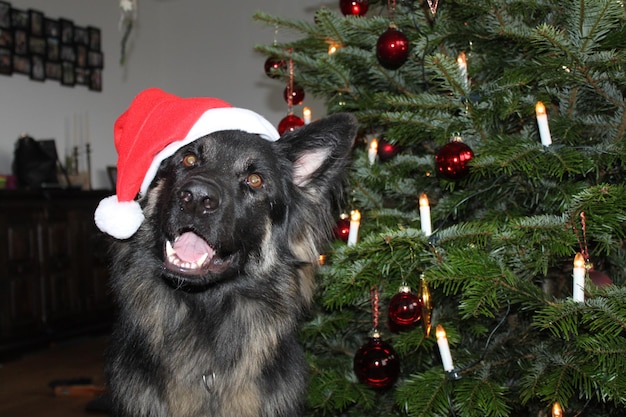 사진 크리스마스 트리에 있는 개