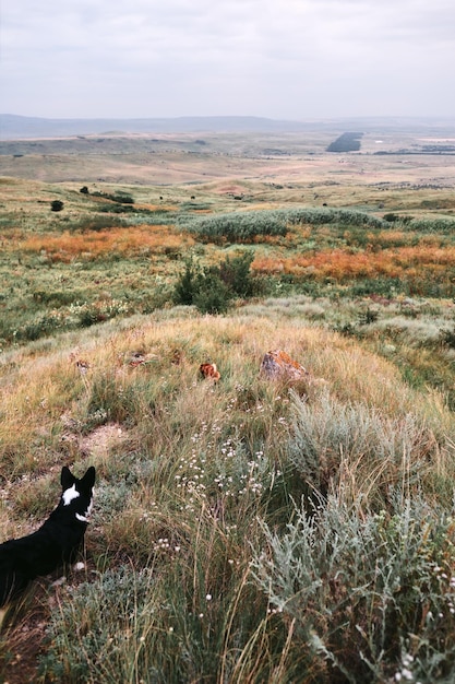 写真 空に向かって野原の犬