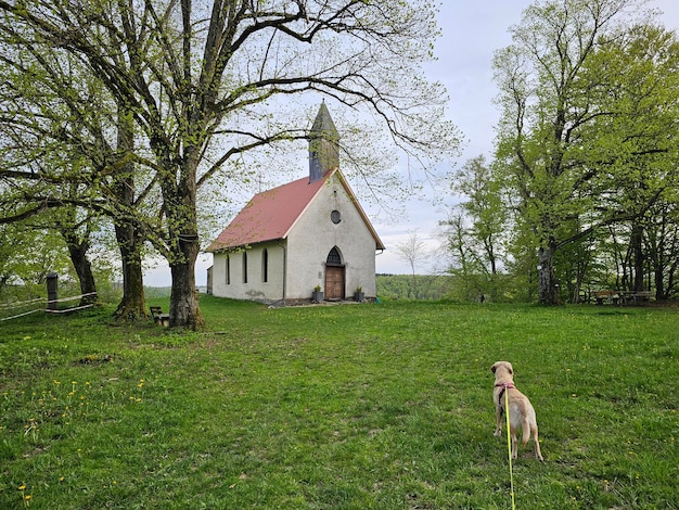 写真 チャペルとフィールドの犬