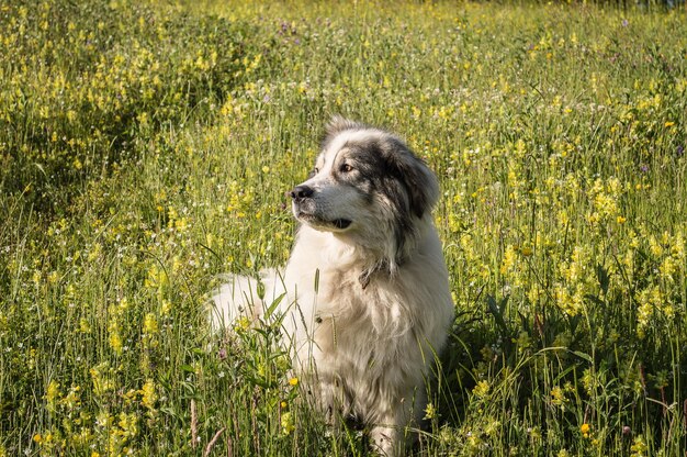 写真 フィールドの犬