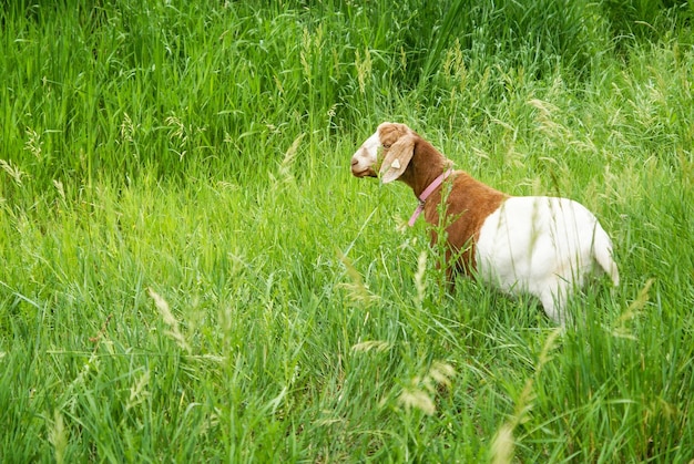 写真 フィールドの犬