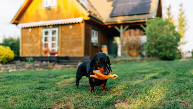 写真 フィールドの犬