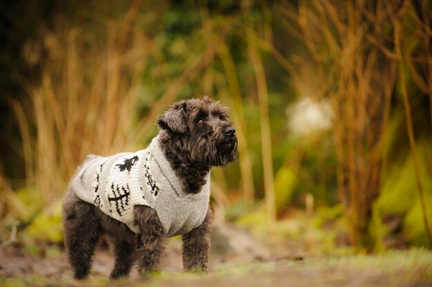 写真 フィールドの犬