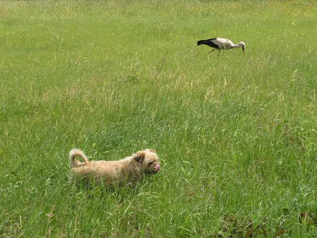 写真 フィールドの犬