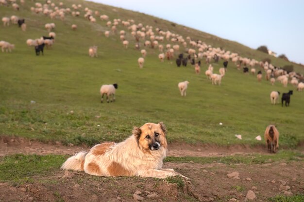 写真 フィールドの犬