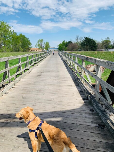 写真 空の向こうの歩道橋の犬