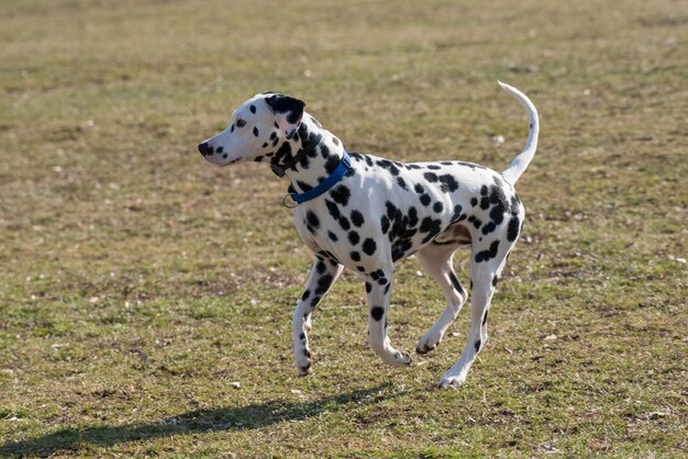 写真 草の上にいる犬