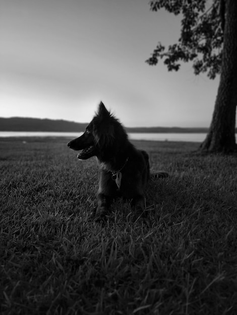 写真 草原の犬