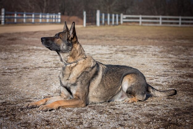 写真 犬が地面に倒れている