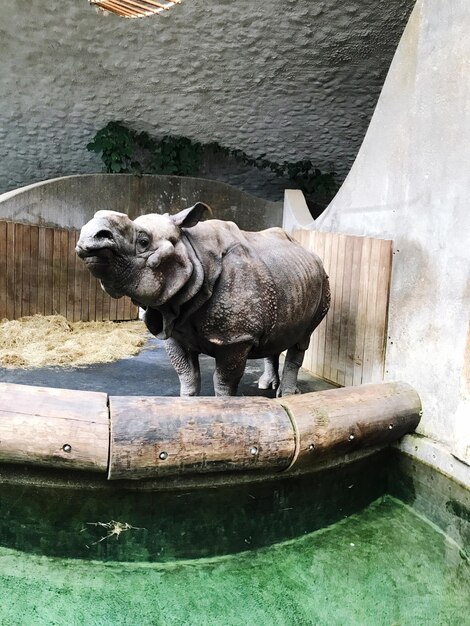 写真 湖の上の犬