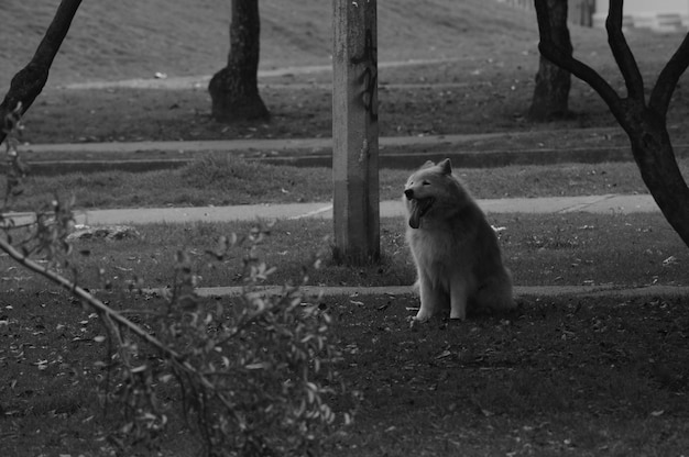 写真 犬が風景を眺めている