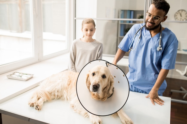 写真 医療テーブルの上の犬