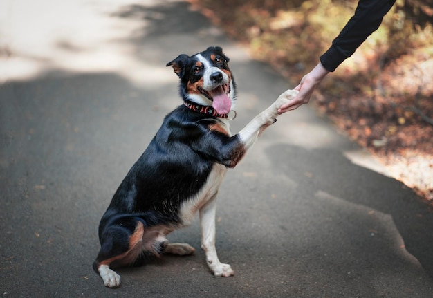 写真 道路上の犬