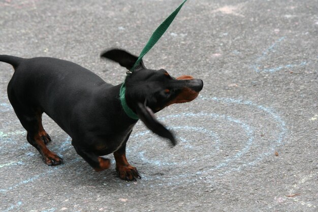 写真 路上にいる犬