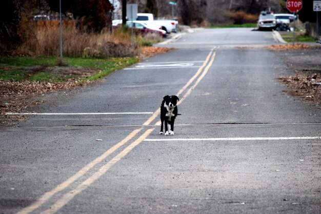 写真 道路上の犬