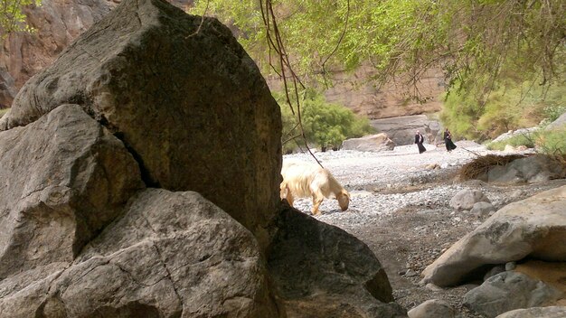 写真 樹木の中の岩の上にいる犬