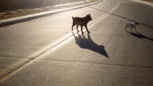 写真 砂上の犬