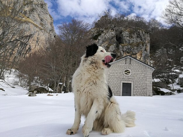 写真 空に照らされた雪に覆われた風景の犬