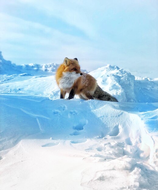 写真 雪で覆われた風景の犬