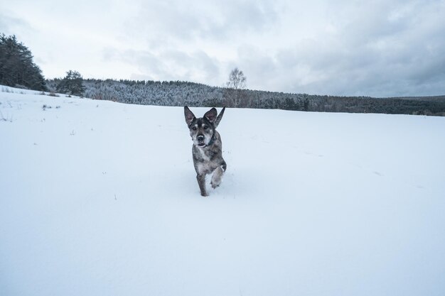 写真 空に向かって雪の野原で犬