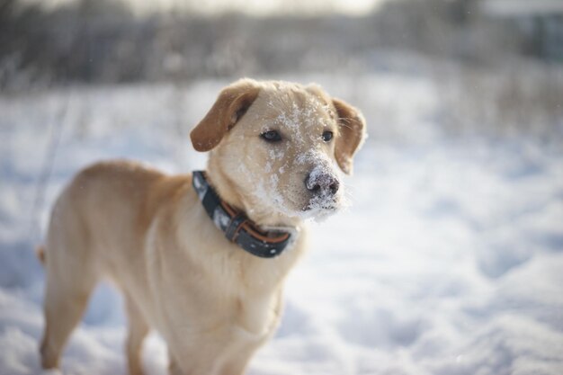 写真 雪の上の犬