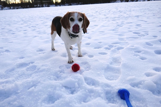 写真 雪の上の犬