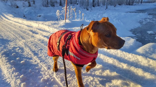 写真 冬の雪地での犬