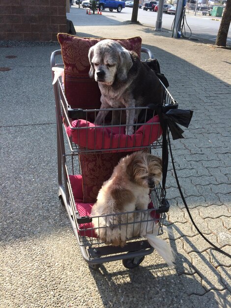 写真 街中の犬