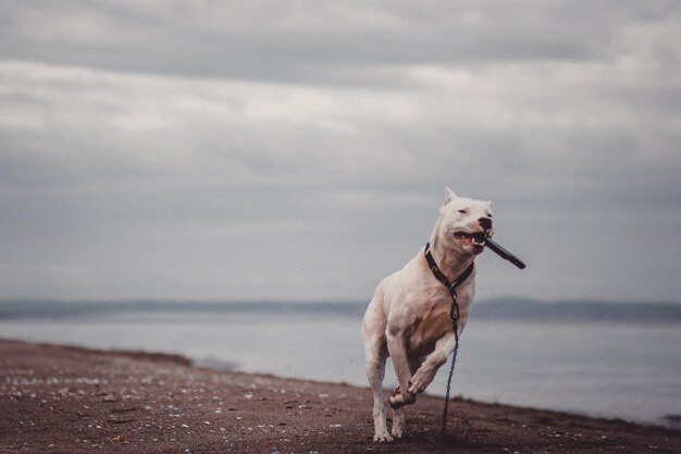 写真 ビーチの犬