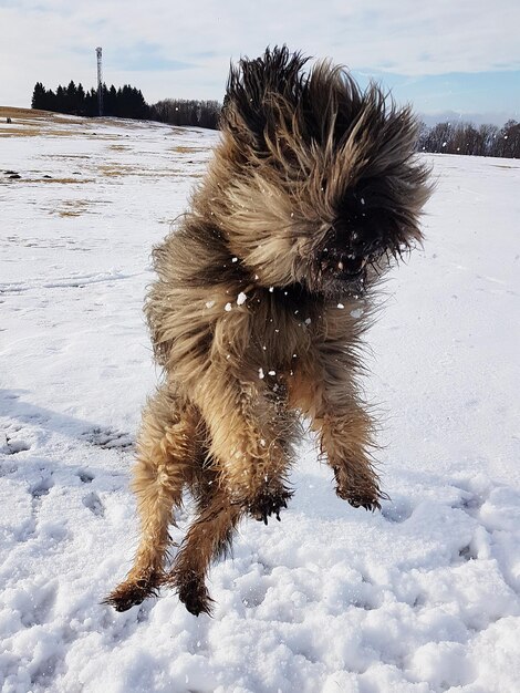 写真 冬の湿った雪の上の犬