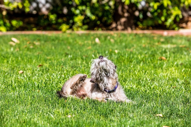 Dog outdoors in grass scratching itch