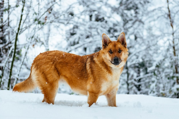 写真 冬の犬の屋外活動