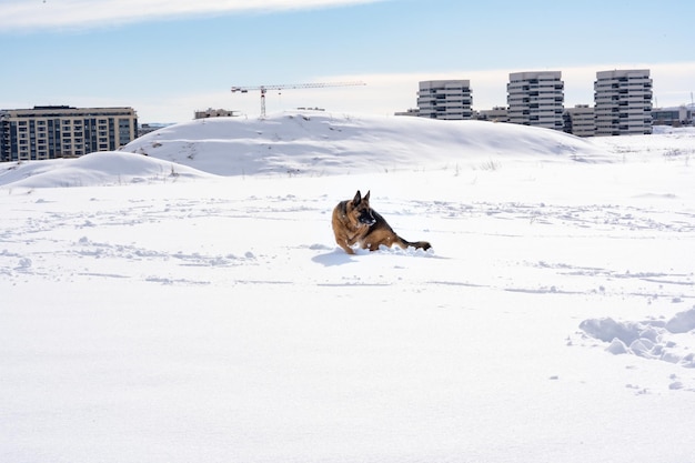 昼間の雪の中で屋外の犬