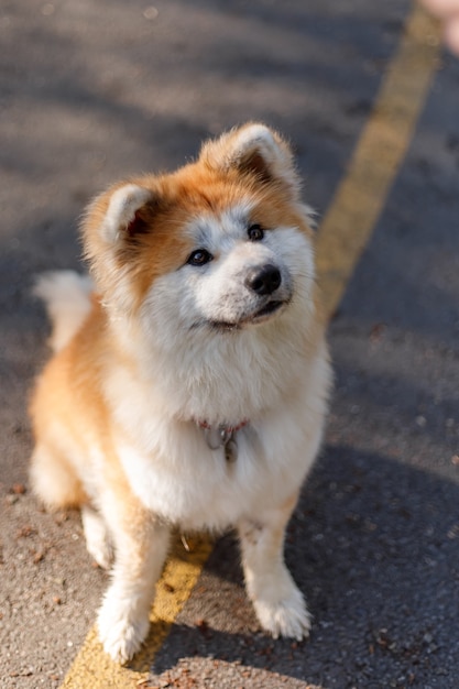 夏の野外犬秋田犬犬種