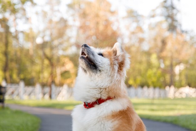 Photo dog outdoors in summer  akita inu dog breed