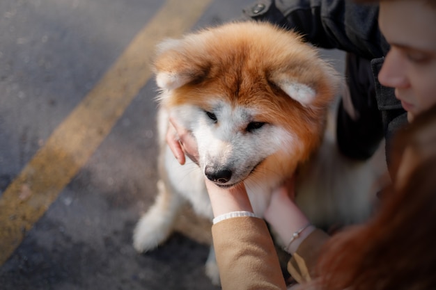 Photo dog outdoors in summer  akita inu dog breed