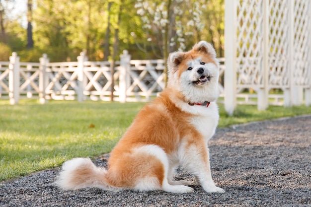 Dog outdoors in summer  Akita inu dog breed