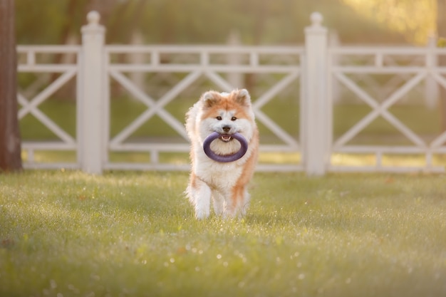 Dog outdoors in summer  Akita inu dog breed