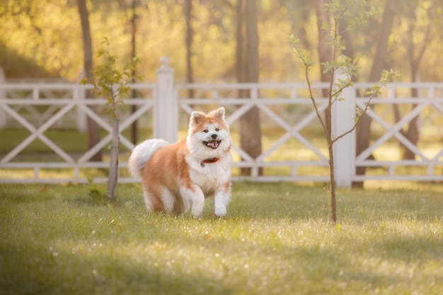 Dog outdoors in summer  Akita inu dog breed