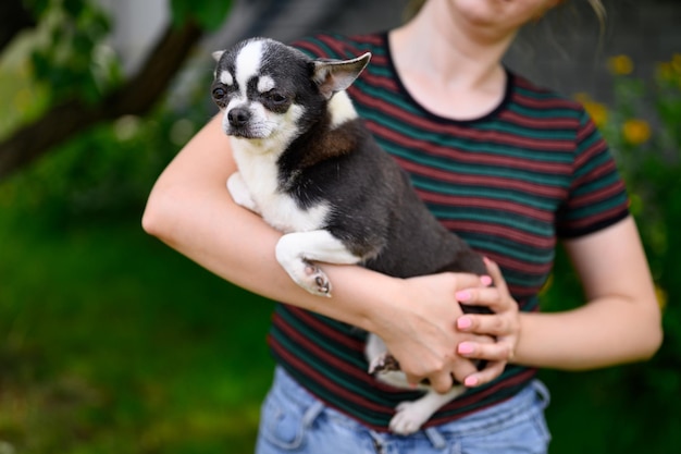 Dog outdoors in Summer Garden An adult serious Chihuahua sits on hands of hostess